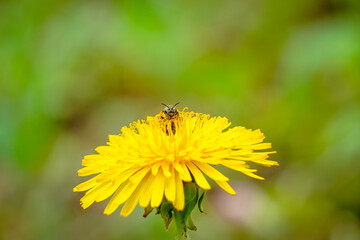 Macro of a bee pollinating a dandelion