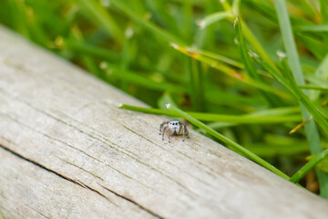 Macro of a jumping spider on a piece of wood in garden; cute bug; adorable spider high quality background