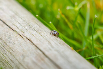Macro of a jumping spider on a piece of wood; adorable cute bug; beautiful high quality photo background