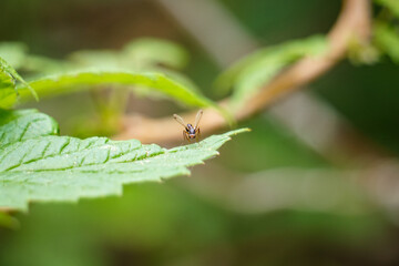 Macro of an angry fly on a leaf