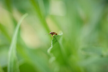 Macro beetle resting on a leaf