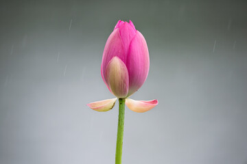 Blooming lotus in the rain