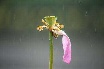 Blooming lotus in the rain