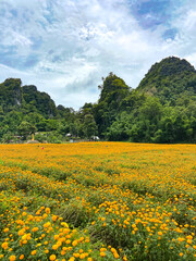 Obraz premium Kanchanaburi flower fields in Thailand