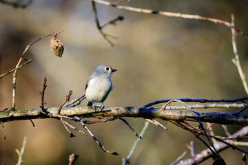 _DSC0772_Tufted Titmouse, Texas USA