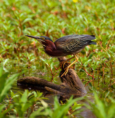 Green Heron Perched On Tree Limb-1547