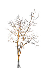 Fototapeta na wymiar dry tree is isolated on white background