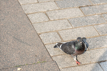 Pigeon in the city