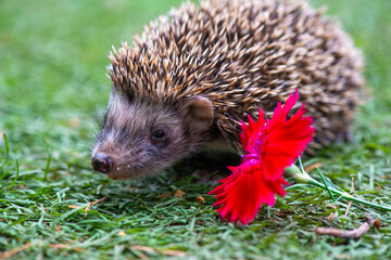 red cornflower and hedgehog on the grass