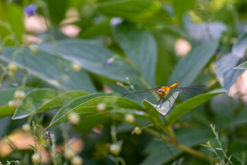 a very bright dragonfly sat on a green leaf
