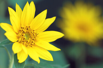 Obraz premium yellow sunflower