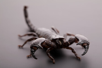 Scorpion close-up on a grey background. Soft light