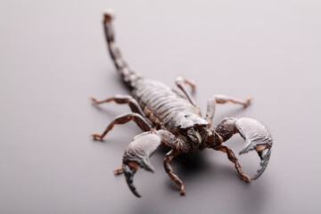 Scorpion close-up on a grey background. Soft light