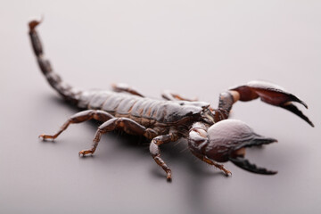 Black scorpion close-up on a grey background. Soft light
