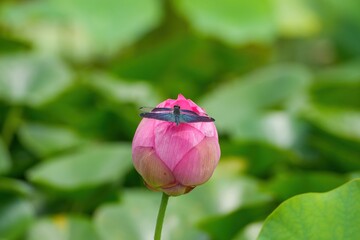 ちょうど見頃のピンクのハスにとまってくつろぐチョウトンボ オス