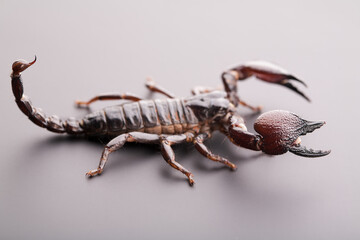 Black scorpion close-up on a grey background. Soft light