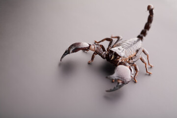 Black scorpion close-up on a grey background. Soft light