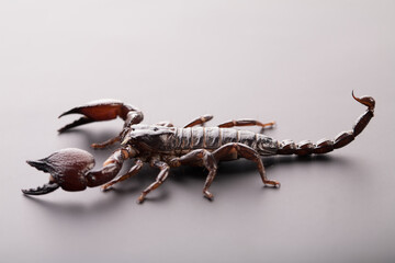 Black scorpion close-up on a grey background. Soft light