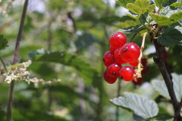 Macro. Photo of red currant fruits. A downpour has just passed. Everything is flooded with water and large drops.