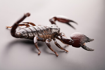 Black scorpion close-up on a grey background. Soft light