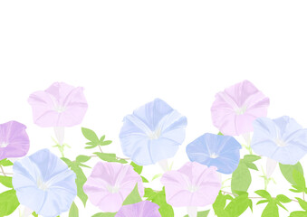 水色とピンク色の朝顔の背景素材