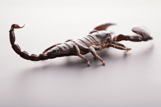 Black scorpion close-up on a grey background. Soft light