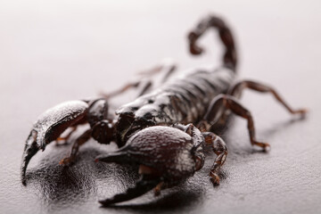 Black scorpion close-up on a grey background. Soft light