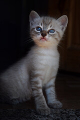 gato peludo cinza com olhar atento. olhos azuis 