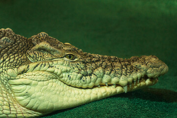 Crocodile in Saint Petersburg Oceanarium, Russia