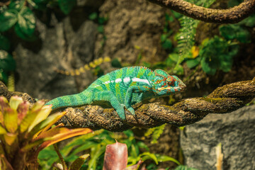 Chameleon in Saint Petersburg Oceanarium, Russia