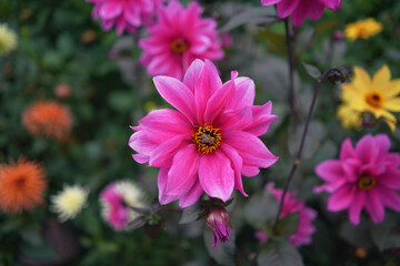 Obraz premium flower 
