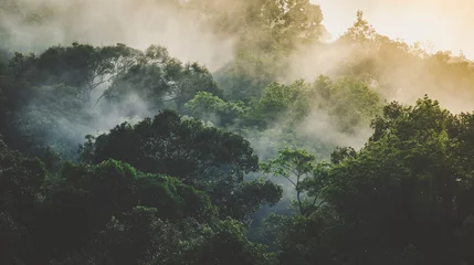 Fototapeten tropische Regenwaldlandschaft, landschaftlich reizvoller Wald mit Dschungelbaum in grüner Natur, schöne wilde Holzlaubpflanze über dem Berg, Blatt mit Regenwasser, Umweltparkhintergrund für Reisen © chokniti
