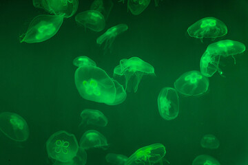 Jellyfish in Saint Petersburg Oceanarium, Russia