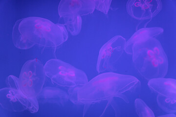 Jellyfish in Saint Petersburg Oceanarium, Russia