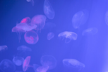 Jellyfish in Saint Petersburg Oceanarium, Russia