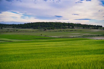 paisaje de trigales verdes en España