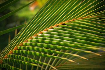 Palm leaf, close-up of palm stalk. Green lines