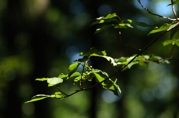 green leaves on a branch