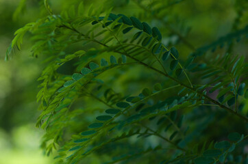 fern leaf in the forest