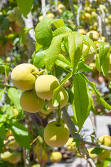 Sapodilla variety, fruit tree, tropical fruit among leaves and sunny summer light