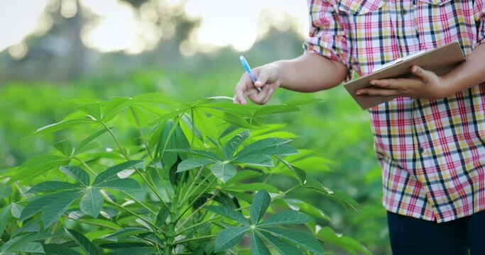 Farmer writing data on clipboard to research about cassava trees