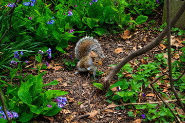 Squirrel in the park with plants and green bakcground