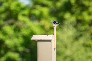 a beautiful blue swallow resting on top of a bird box in the park with green leaves in the background