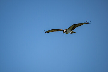 a beautiful osprey with its wings wide open gliding under the clear blue sky searching for food