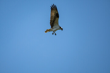 a beautiful osprey let its claws out and ready for the dive on the clear blue sky