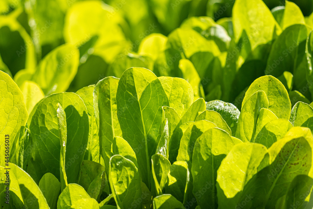 Wall mural dense green vegetable leaves back lit by the sunlight in the farm