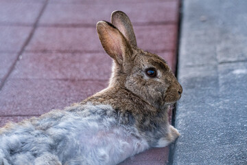 close up of a cute rabbit resting on top of the red concrete floor near the park away from the hot summer sun © Yi
