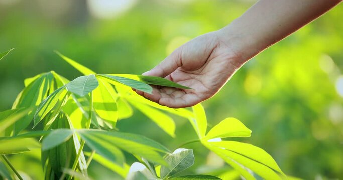 Slow motion shot of gardener hand touching the leaf of cassava trees