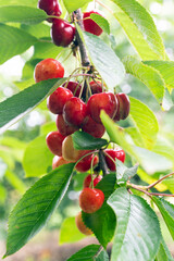 Cherry tree with ripe cherries in the garden