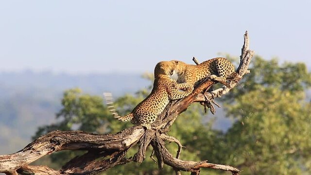 Two African Leopards fight on large dry tree, one falls off branch